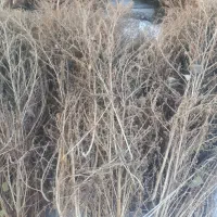 جارو|لوازم نظافت|خوی, |دیوار