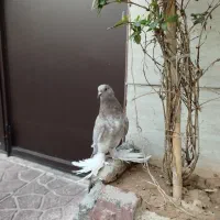 کبوتر