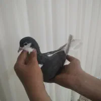 ساده و پولکی