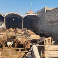 دامداری مجهز به ۵۰۰راس دام نرینه ماده سبک سنگین|حیوانات مزرعه|مشهد, توس (بلوار توس)|دیوار