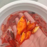 ماهی قرمز و تنگ و تزئینات عید