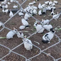 خرگوش|موش و خرگوش|سلطانیه, |دیوار