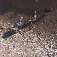 بوقلمون فروشی