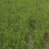 بذر شالی فجر