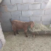 بزغاله|حیوانات مزرعه|رفسنجان, |دیوار