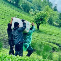 چای بهاره ۱۴۰۵