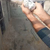 تعدادی کبوتر پرشی بفروش میرسد|پرنده|نقده, |دیوار