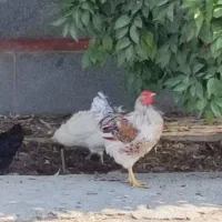 خروس ویاندوت ارنج|حیوانات مزرعه|شیراز, محراب|دیوار