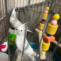 جفت عروس هلندی آلبینو|پرنده|قزوین, |دیوار