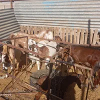 ۹عدد گوسفند نر و ماده۱۱۰میلون|حیوانات مزرعه|کرمان, |دیوار