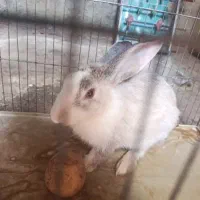 خرگوش