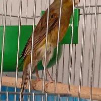 یک جفت قناری سبز با قفس