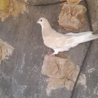 ساده|پرنده|نیشابور, مازول|دیوار