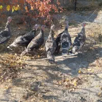 بوقلمون.خانگی