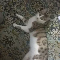 گربه گم شده