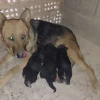 دو عدد توله ماده ۱۲ روز ژرمن سیاه اصیل اصیل