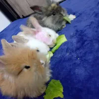 خرگوش تازه متولد شده