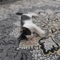 گمشده..