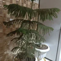 گل کاج مطبغ