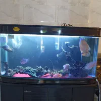 سه عدد آکواریم شرکتی