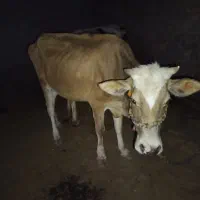 گاو گوساله