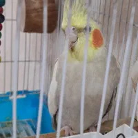 عروس هلندی|پرنده|سرپل ذهاب, |دیوار