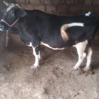 فروش  گاو چاق  خشک