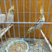 فروشی|پرنده|طبس, |دیوار