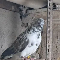 پرشی کفتر|پرنده|قم, انصار‌الحسین|دیوار