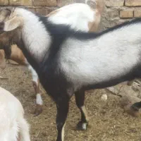 چپش دورگ آلپاین فوق عالی شروروحرفه ای