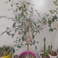 بن سای|گل و گیاه طبیعی|اردبیل, |دیوار