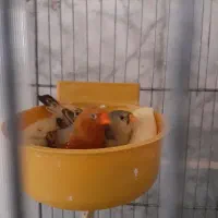 فنچ کینگ انگلیسی مولد رو تخم آد۳ای مولتی‌ویتامین