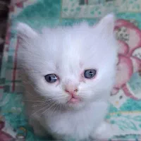 گربه پرشین|گربه|قزوین, |دیوار