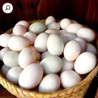 تخم نطفه دار گلین لری اصل خال دار باکرچی بالا|حیوانات مزرعه|یزد, |دیوار