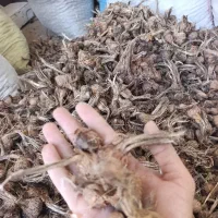 پیاز زعفران خراسان جنوبی زیر کوه قاینات مشاوره