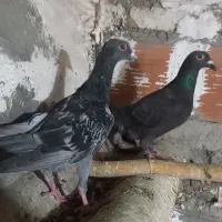 کبوتر|پرنده|گرگان, |دیوار