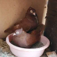 کبوتر