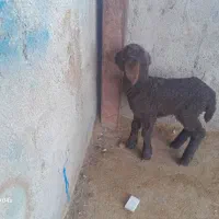 خریدوفروش بره شیری وبزغاله شیری