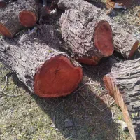 برش و خرید چوب درختان باغی