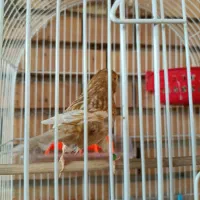 ماده قناری درجه یک آماده چشم شرابی|پرنده|گتوند, |دیوار