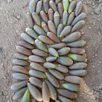 بلوط تحویل شیراز و حومه|لوازم جانبی حیوانات|سپیدان, |دیوار