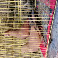 کبوتر کله ای هویزه|پرنده|اهواز, پردیس|دیوار