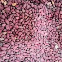 لوبیا قرمز درجه یک