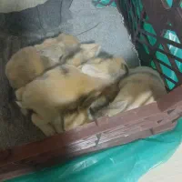 بچه خرگوش|موش و خرگوش|تهران, شارق|دیوار