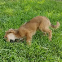 سگ‌خونگی‌‌پامراشپیتس|سگ|قدس, شهر‌قدس|دیوار