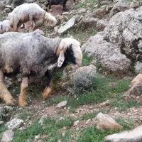 شیشک قوچ ته چال روزگاری به فروش می‌رسد