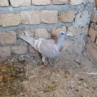 کبوتر الماسی خطی