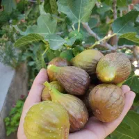 پیشفروش نهال سیب و بادام عمده پاییز و اسفندماه|خدمات باغبانی و درختکاری|سمیرم, |دیوار