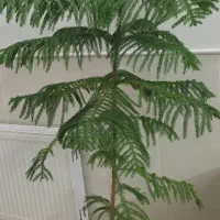 کاج مطبق ارتفاع 1 متر ونیم