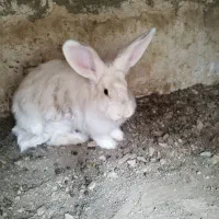 یک جفت جاینت نر و ماده